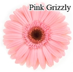 Grizzly Pink Gerbera Daisies - 72 Stems