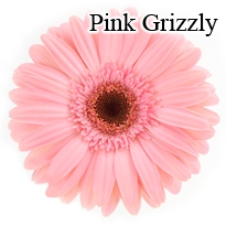 Grizzly Pink Gerbera Daisies - 72 Stems