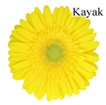 Kayak Yellow Gerbera Daisies - 72 Stems