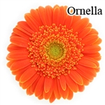 Ornella Gerbera Daisies - 72 Stems