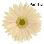 Pacific Gerbera Daisies - 72 Stems