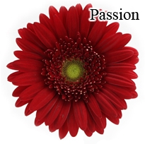 Passion Red Gerbera Daisies - 72 Stems