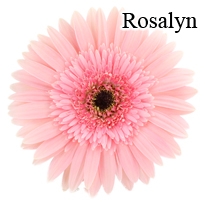 Rosalyn Pink Gerbera Daisies - 72 Stems