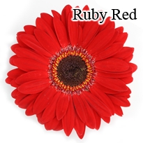 Ruby Red Gerbera Daisies - 72 Stems