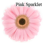 Sparklet Pink Gerbera Daisies - 72 Stems