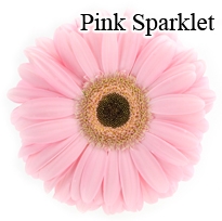 Sparklet Pink Gerbera Daisies - 72 Stems