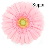 Supra Pink Gerbera Daisies - 72 Stems