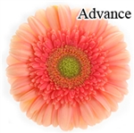 Advance Gerbera Daisies - 72 Stems