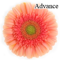 Advance Gerbera Daisies - 72 Stems