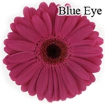 Blue Eye Gerbera Daisies - 72 Stems