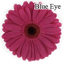 Blue Eye Gerbera Daisies - 72 Stems