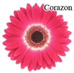 Corazon Pink Gerbera Daisies - 72 Stems