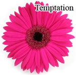 Temptation Pink Gerbera Daisies - 72 Stems (VERY POPULAR)