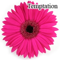 Temptation Pink Gerbera Daisies - 72 Stems (VERY POPULAR)