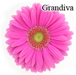 Grandiva Gerbera Daisies - 72 Stems