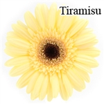 Tiramisu Gerbera Daisies - 72 Stems