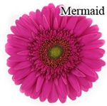Mermaid Gerbera Daisies - 72 Stems