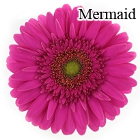 Mermaid Gerbera Daisies - 72 Stems