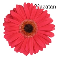 Yucatan Gerbera Daisies - 72 Stems