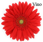 Vino Gerbera Daisies - 72 Stems