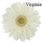 Virginia White Gerbera Daisies - 72 Stems
