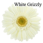 White Grizzly Gerbera Daisies - 72 Stems