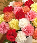 Assorted - Standard Carnations - 175 stems