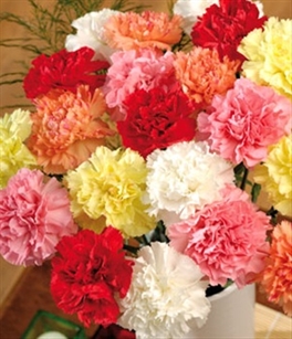 Assorted - Standard Carnations - 175 stems