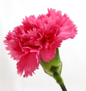 Hot Pink - Standard Carnations - 175 stems