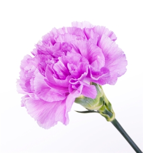 Lavender - Standard Carnations - 175 stems