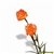 Orange - Standard Carnations - 175 stems