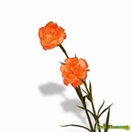 Orange - Standard Carnations - 175 stems
