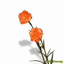 Orange - Standard Carnations - 175 stems