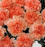 Peach - Standard Carnations - 175 stems