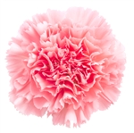 Pink - Standard Carnations - 175 stems