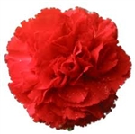 Red - Standard Carnations - 175 stems