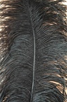 19-24" Ostrich Feathers - Black (Pack of 12)