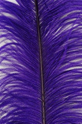 19-24" Ostrich Feathers - Purple (Pack of 12)