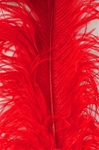 19-24" Ostrich Feathers - Red (Pack of 12)