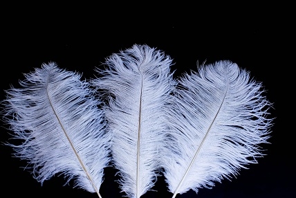 19-24 Ostrich Feathers - Purple (Pack of 12)