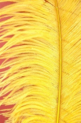 16-18" Ostrich Feathers - Yellow (Pack of 12)