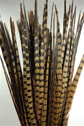 16-18" Ringneck Pheasant Tails
