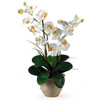 Double Stem Phalaenopsis Silk Orchid Arrangement