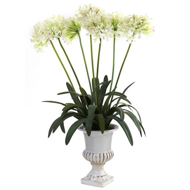 African Lily w/Urn