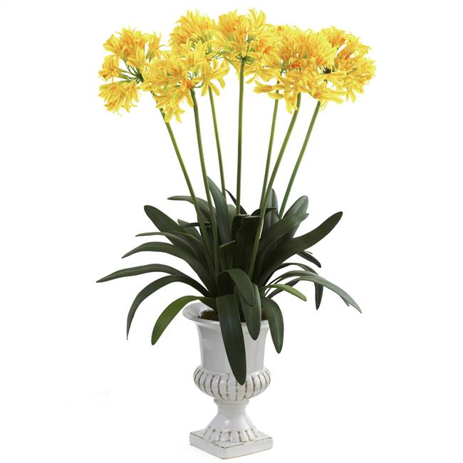 African Lily w/Urn