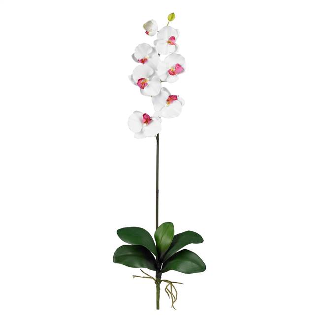 Phalaenopsis Stem (Set of 12)