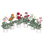 Ranunculus w/White Vase (Set of 6)