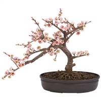 Cherry Blossom Bonsai Silk Tree