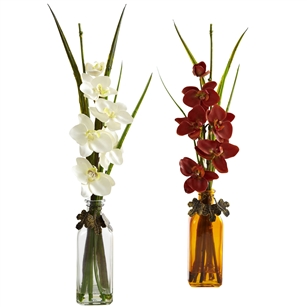 Phalaenopsis w/Colored Jar (Set of 2)