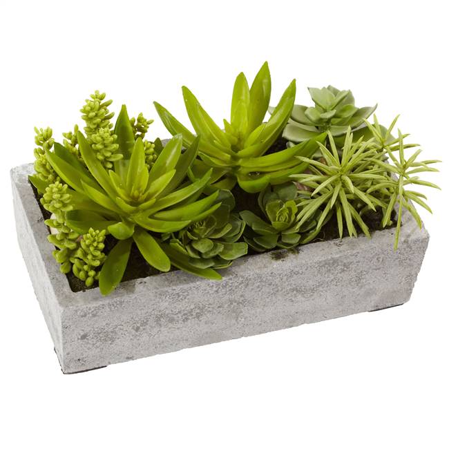 Succulent Garden w/Concrete Planter